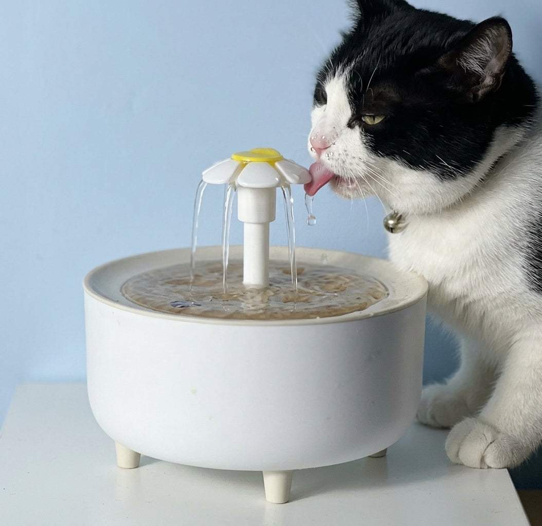 Black and white cat drinking fresh filtered water from the VelvaroPets Automatic Pet Water Fountain