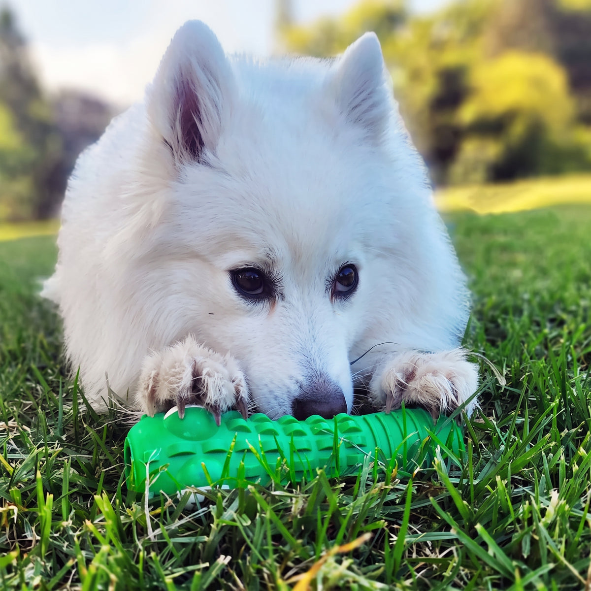 Dog chewing green crocodile-shaped rubber dental chew toy